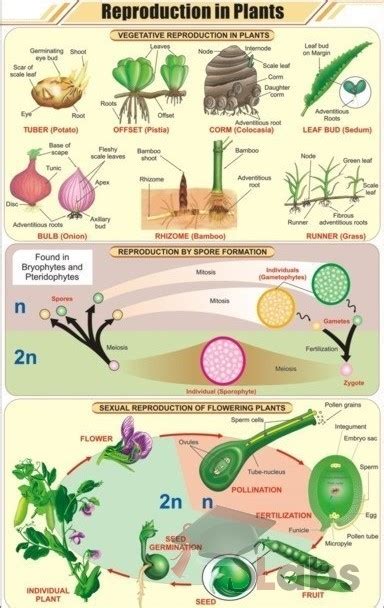 Reproduction In Plants - Scholars Labs