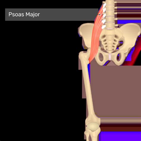 Psoas Major Muscle - Origin, Insertion, Function, Exercise