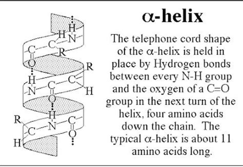 Draw the Structure of alpha helix - Chemistry - Biomolecules - 12894141 ...