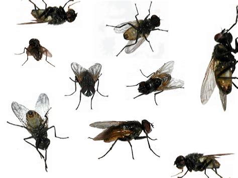 Pictures of flies - Houseflies