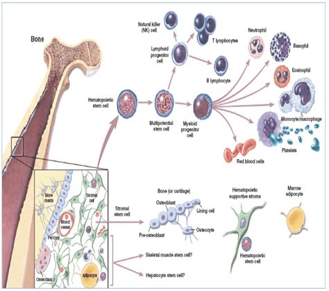 Hematopoietic Stem Cell Transplantation Hsct