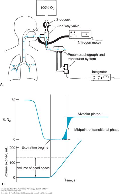 Alveolar Ventilation | Basicmedical Key