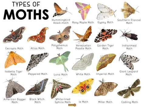 small house moths identification - Retha Sexton