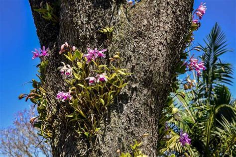 Epiphytes 101: The Best Options to Grow as Houseplants