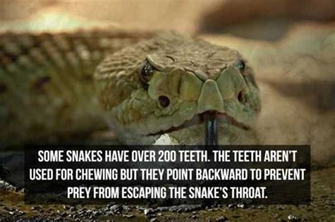 10 Weird Facts About Snakes You Probably Dont Know Images