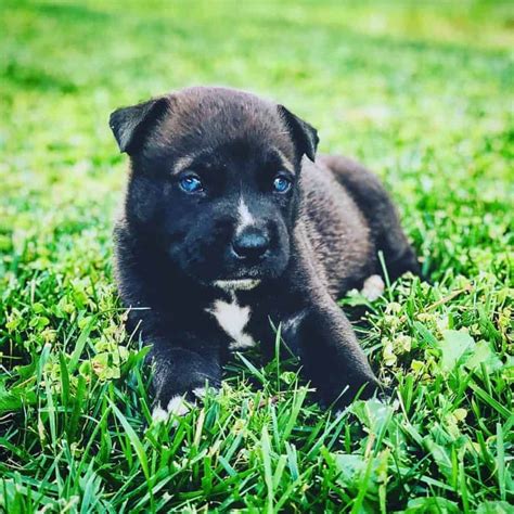 Red Nose Pitbull And German Shepherd Mix