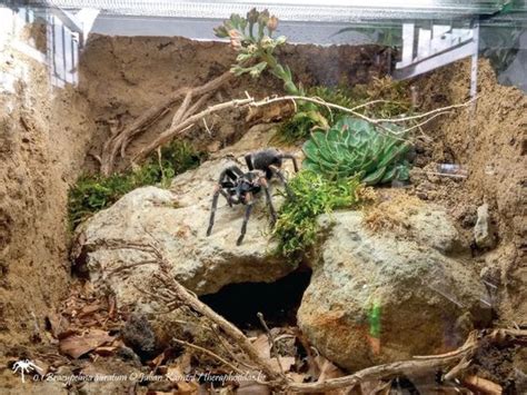 Tarantula Habitat: 20+ Awesome Tarantula Enclosures To Inspire You ...