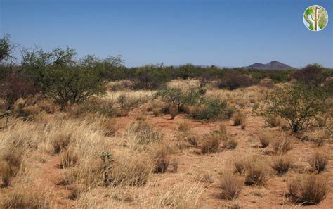 Semi-desert Grasslands | Wild Sonora