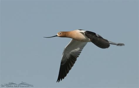 American Avocet in flight – Mia McPherson's On The Wing Photography