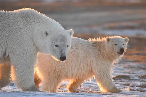 All About The Arctic National Wildlife Refuge - National Park Obsessed