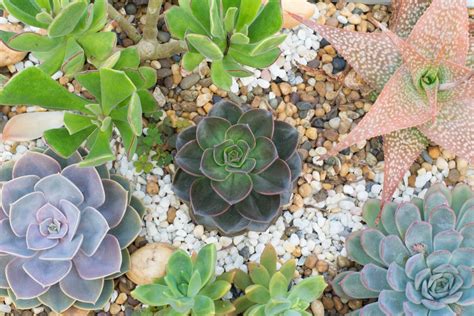 Southwestern Succulent Planting Guide – When To Plant Succulents In The ...