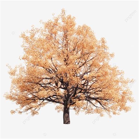 3d Autumn Sakura Tree, Sakura Drawing, Tree Drawing, Sakura Sketch PNG ...