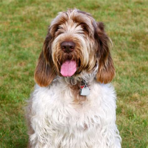 Spinone Italiano grooming, bathing and care | Espree