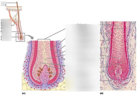 Structure of a hair and hair follicle Diagram | Quizlet