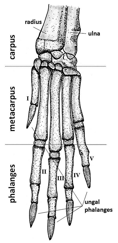 Rabbit Foot Anatomy