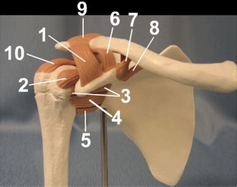 Shoulder ligament model *anterior view* Diagram | Quizlet