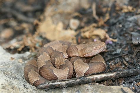 Copperhead (Agkistrodon contortrix) - Reptiles and Amphibians of Iowa