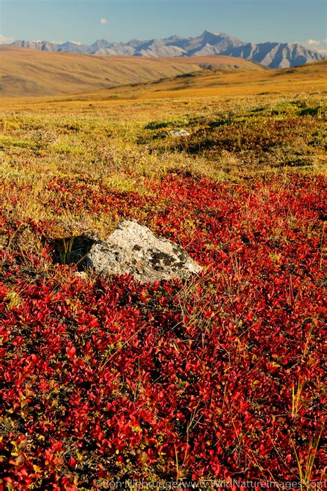 Arctic National Wildlife Refuge | Photos by Ron Niebrugge