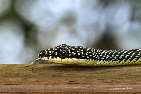 Paradise Tree Snake - Singapore Geographic