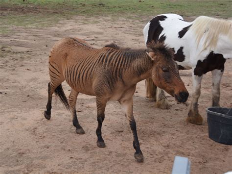 The Online Zoo - Zorse