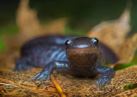 Blue-spotted salamander | Ambystoma laterale | Patrick Zephyr Photography