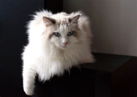 The Ragdoll Himalayan Mix Personality - Ragdollcare