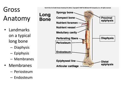 PPT - Structure Of Long Bones PowerPoint Presentation - ID:2201451