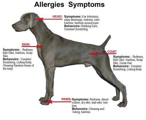 flea allergy dermatitis humans - pictures, photos