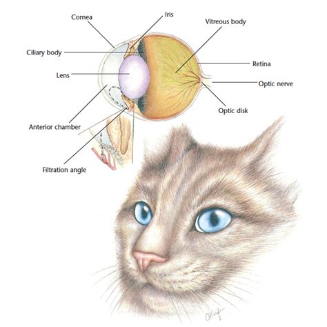 Brief Introduction To Cat Eye Anatomy, 48% OFF