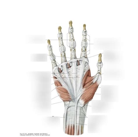 Palmar Hand Muscles I Diagram | Quizlet