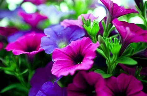 1440x900 resolution | pink and purple flowers scenery HD wallpaper ...