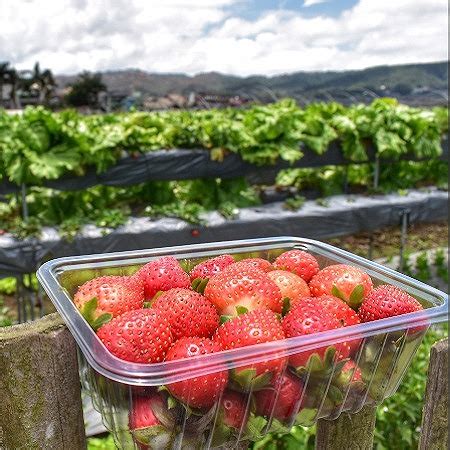 Strawberry Farm - Tourism Office Municipality of La Trinidad