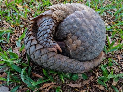 Habitat assessment and public engagement for pangolin conservation ...