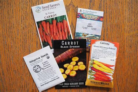 How to Harvest and Save Carrot Seeds | Gardener’s Path