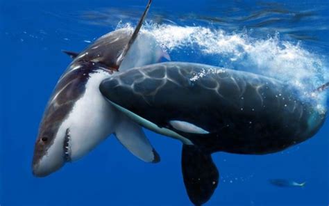 Killer Whales – The Most Powerful Predators on the Planet – Impressive ...