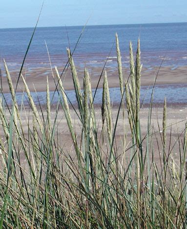 British Wild Flower Ammophila arenaria Marram