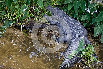 Crocodile In Florida Swamp Stock Photography - Image: 12175312