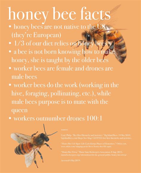 Honey bee facts – Artofit