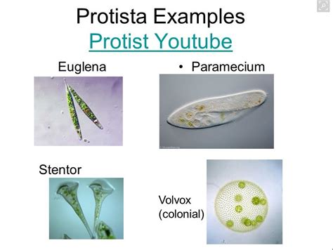 Examples Of Protists For Kids