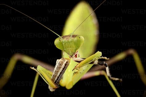 Giant Asian mantis, Hierodula Membranacea, eating prey in front of ...