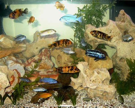 Cichlids