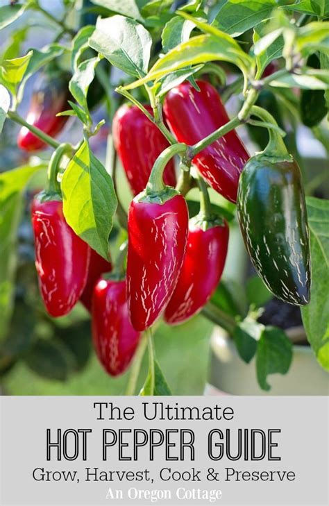 The Ultimate Hot Pepper Guide: Grow, Harvest, Cook & Preserve (With 50 ...