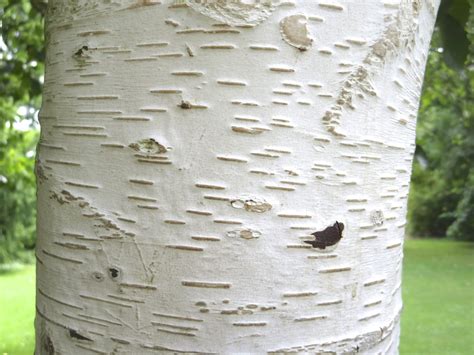 Birch Tree Bark - Tree Guide UK - Birch tree ID by bark