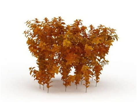 Dwarf Fothergilla Fall Color Free 3d Model - .Max, .Vray - Open3dModel