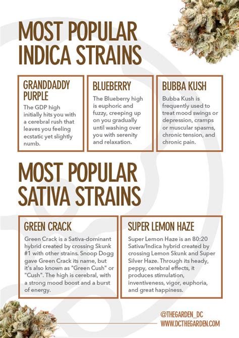 Most Popular Weed Strains In 2024