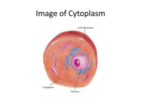 Structure And Function Of Cytoplasm In Animal Cell - Cells - Animal ...