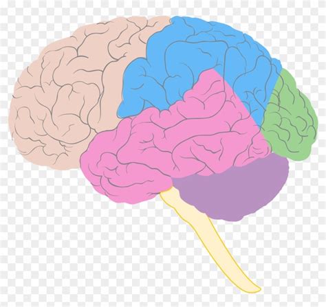 Brain lobes Diagram | Quizlet