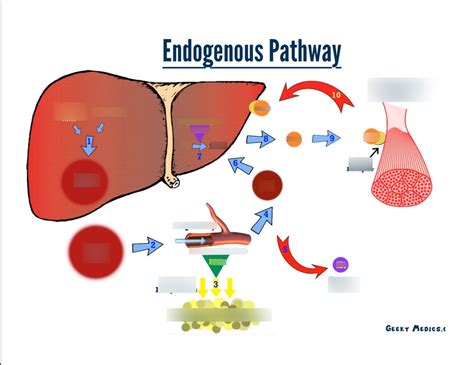 Endogenous pathway Diagram | Quizlet