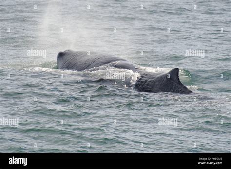 Sperm whale diving Stock Photo - Alamy