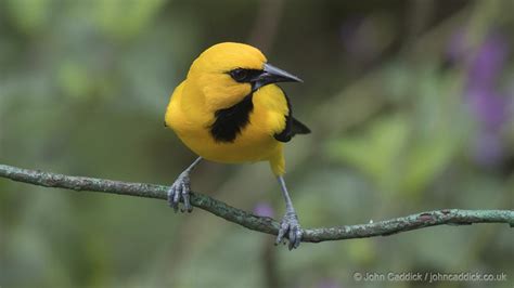 Yellow Oriole Icterus nigrogularis Asa Wright Centre Trinidad | John ...